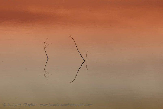 Reflected Twig